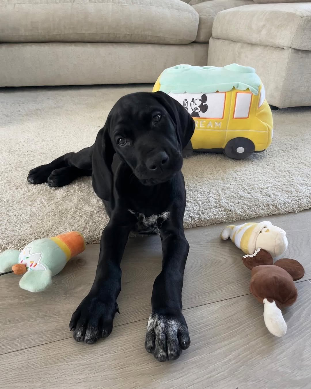 Bolt – German Shorthaired Pointer puppy