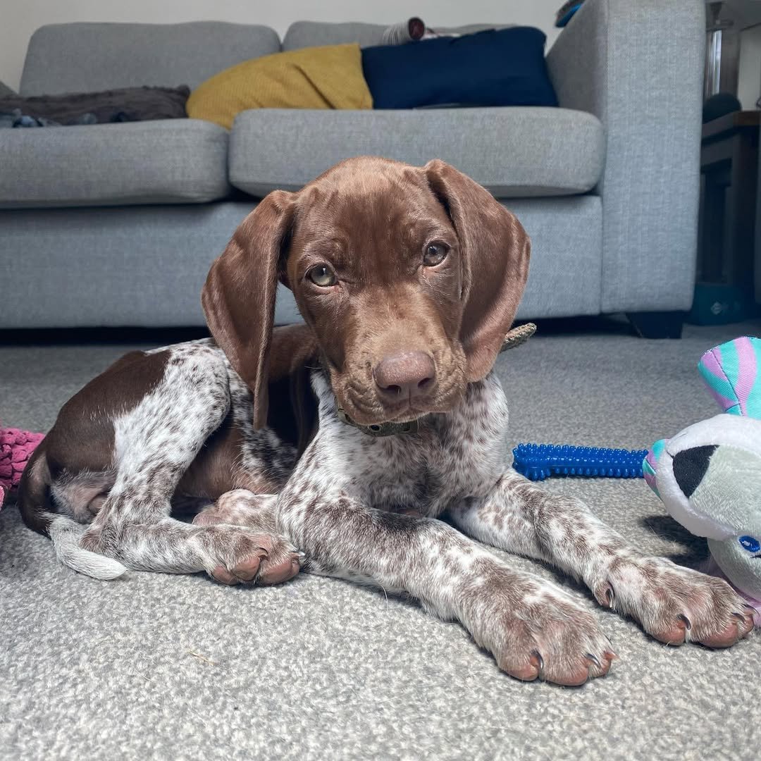 Hattie – German Shorthaired Pointer puppy