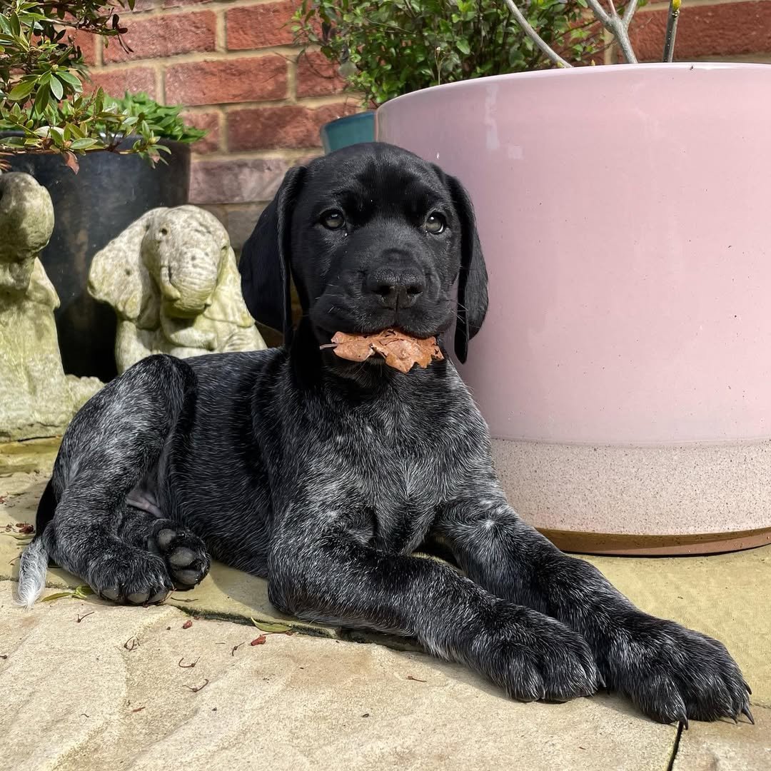 Jasper – German Shorthaired Pointer puppy