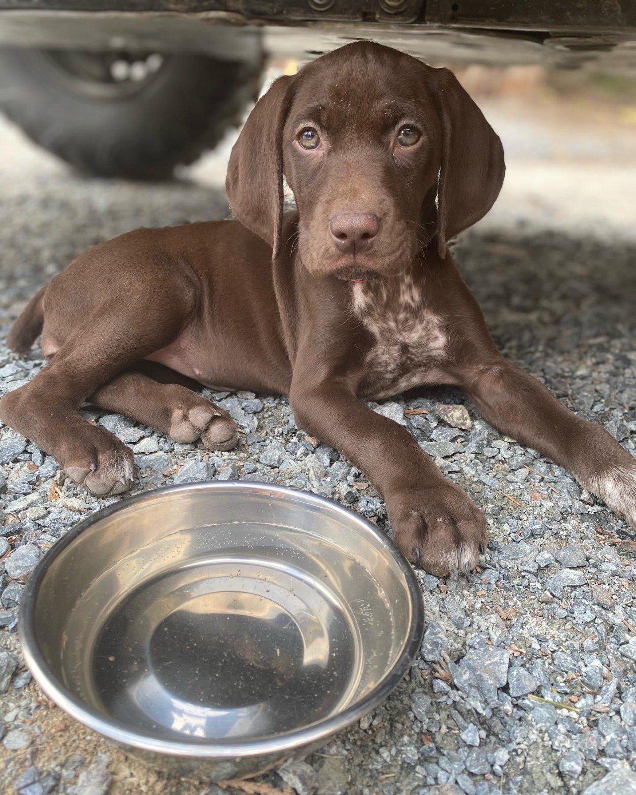 Lucy – German Shorthaired Pointer puppy