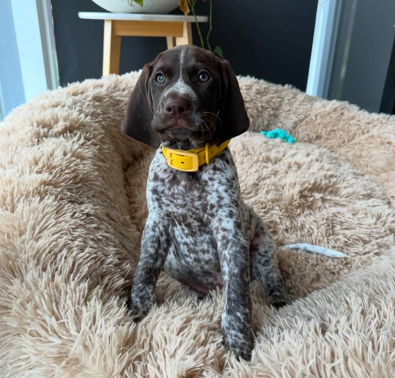Charlie – German Shorthaired Pointer puppy