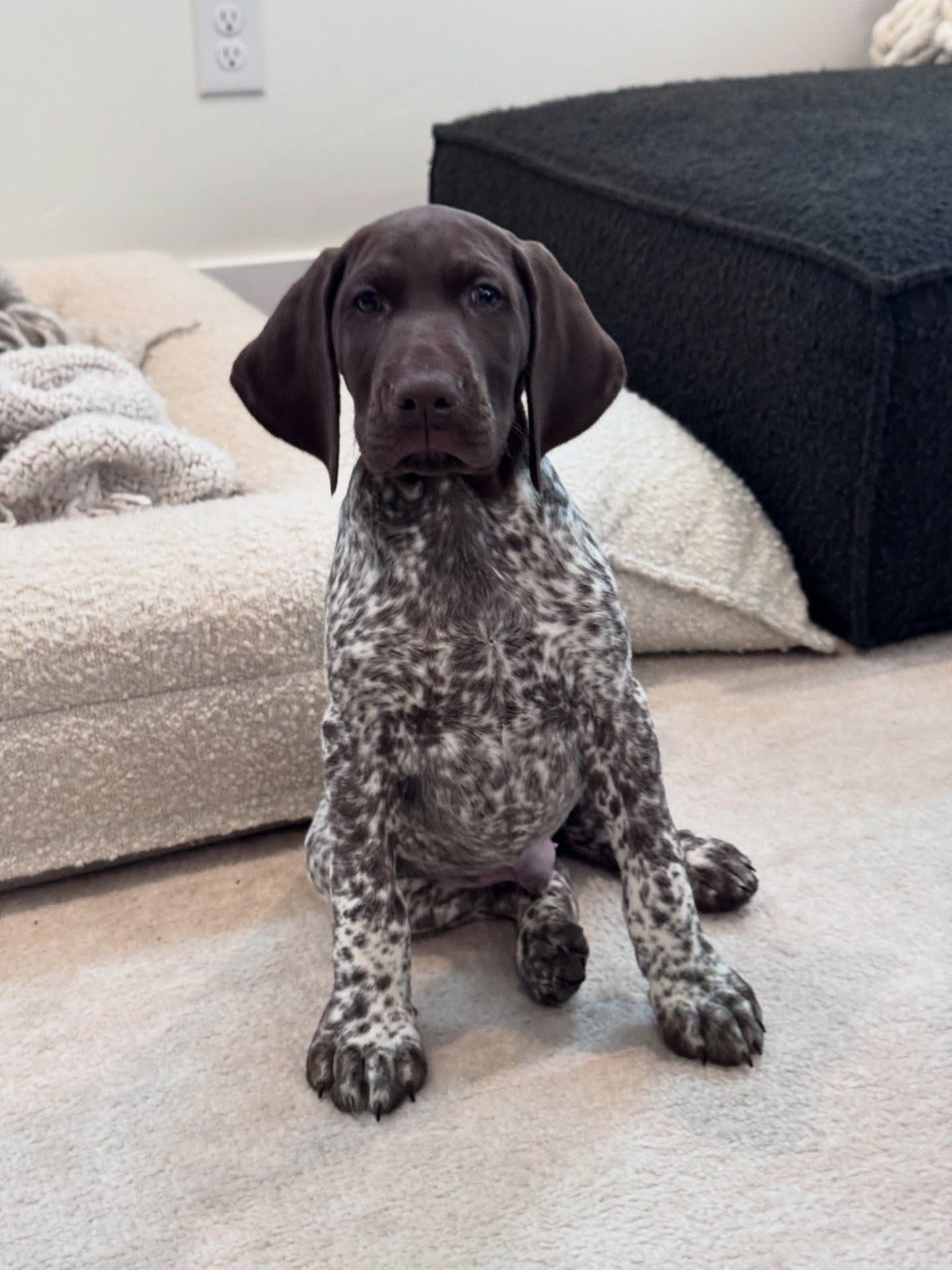 Red – German Shorthaired Pointer puppy