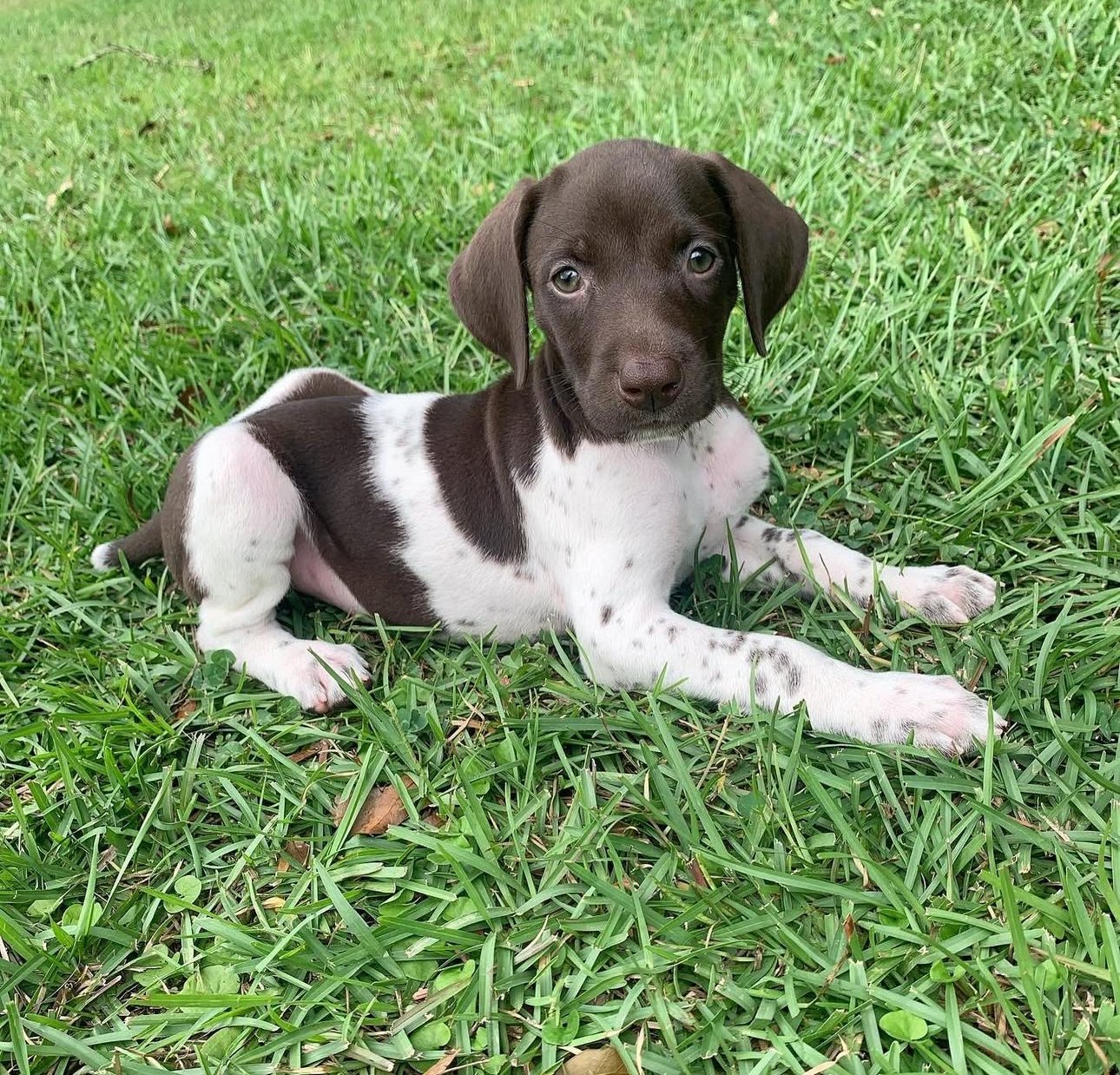 Ruby – German Shorthaired Pointer puppy
