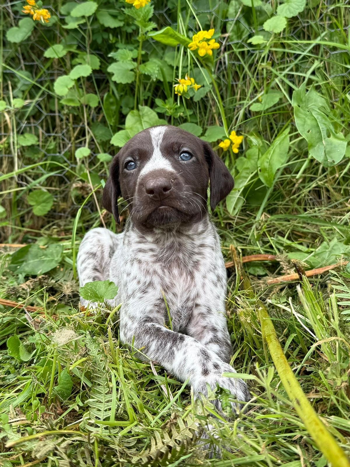 Wren – German Shorthaired Pointer puppy