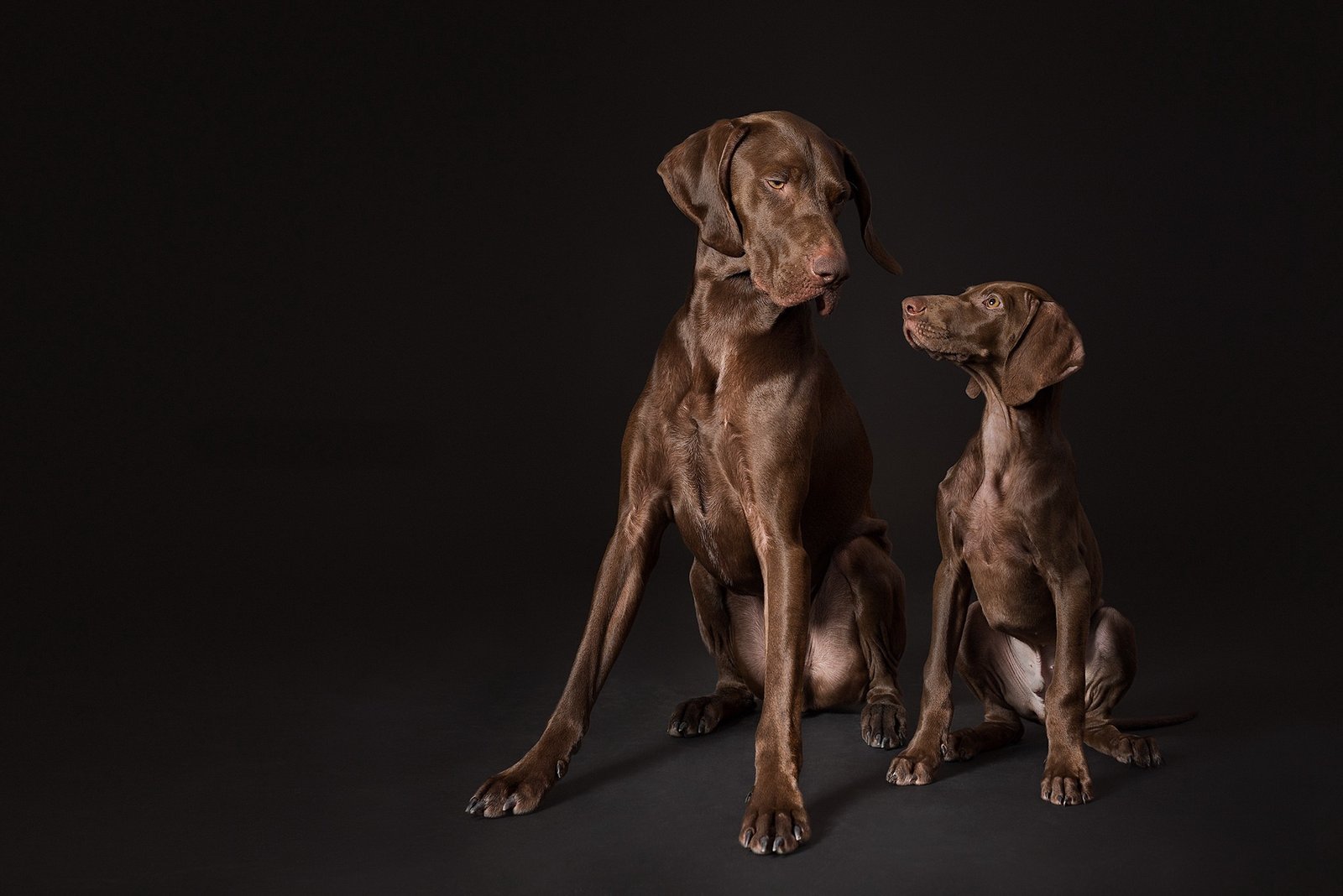 German Shorthaired Pointer in the field, historical working stance